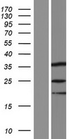 SPIN3 Protein - Western validation with an anti-DDK antibody * L: Control HEK293 lysate R: Over-expression lysate