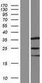 SPIN3 Protein - Western validation with an anti-DDK antibody * L: Control HEK293 lysate R: Over-expression lysate