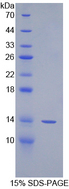 SPIN3 Protein - Recombinant Spindlin 3 By SDS-PAGE