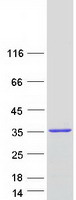 SPIN3 Protein - Purified recombinant protein SPIN3 was analyzed by SDS-PAGE gel and Coomassie Blue Staining