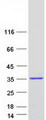 SPIN3 Protein - Purified recombinant protein SPIN3 was analyzed by SDS-PAGE gel and Coomassie Blue Staining