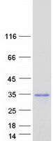 SPIN4 Protein - Purified recombinant protein SPIN4 was analyzed by SDS-PAGE gel and Coomassie Blue Staining