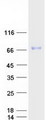 SPINT1 / HAI-1 Protein - Purified recombinant protein SPINT1 was analyzed by SDS-PAGE gel and Coomassie Blue Staining