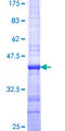 SPIRE1 Protein - 12.5% SDS-PAGE Stained with Coomassie Blue.