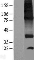SPNS1 / Spinster Protein - Western validation with an anti-DDK antibody * L: Control HEK293 lysate R: Over-expression lysate