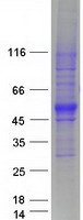 SPNS1 / Spinster Protein - Purified recombinant protein SPNS1 was analyzed by SDS-PAGE gel and Coomassie Blue Staining