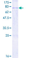 SPOCK1 / SPOCK / Testican Protein - 12.5% SDS-PAGE of human SPOCK1 stained with Coomassie Blue