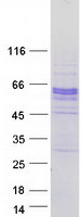SPOCK2 Protein - Purified recombinant protein SPOCK2 was analyzed by SDS-PAGE gel and Coomassie Blue Staining