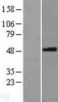 SPOCK3 Protein - Western validation with an anti-DDK antibody * L: Control HEK293 lysate R: Over-expression lysate