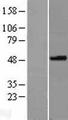SPOCK3 Protein - Western validation with an anti-DDK antibody * L: Control HEK293 lysate R: Over-expression lysate