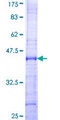SPON1 / F-Spondin Protein - 12.5% SDS-PAGE Stained with Coomassie Blue.