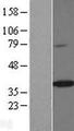 SPON2 / MINDIN Protein - Western validation with an anti-DDK antibody * L: Control HEK293 lysate R: Over-expression lysate