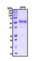 SPP1 / Osteopontin Protein