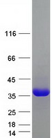 SPP1 / Osteopontin Protein - Purified recombinant protein SPP1 was analyzed by SDS-PAGE gel and Coomassie Blue Staining