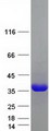SPP1 / Osteopontin Protein - Purified recombinant protein SPP1 was analyzed by SDS-PAGE gel and Coomassie Blue Staining