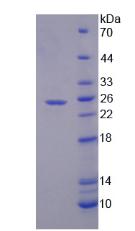 SPP2 Protein - Recombinant  Secreted Phosphoprotein 2 By SDS-PAGE