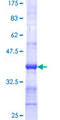 SPPL2A / IMP3 Protein - 12.5% SDS-PAGE Stained with Coomassie Blue.