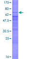 SPPL3 / IMP2 Protein - 12.5% SDS-PAGE of human SPPL3 stained with Coomassie Blue