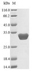 SPR Protein - (Tris-Glycine gel) Discontinuous SDS-PAGE (reduced) with 5% enrichment gel and 15% separation gel.
