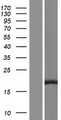 SPRED3 Protein - Western validation with an anti-DDK antibody * L: Control HEK293 lysate R: Over-expression lysate