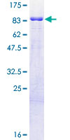 SPRING / TRIM9 Protein - 12.5% SDS-PAGE of human TRIM9 stained with Coomassie Blue