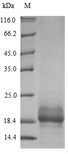 SPRR2B Protein - (Tris-Glycine gel) Discontinuous SDS-PAGE (reduced) with 5% enrichment gel and 15% separation gel.
