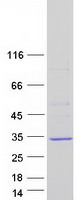 SPRR4 Protein - Purified recombinant protein SPSB4 was analyzed by SDS-PAGE gel and Coomassie Blue Staining