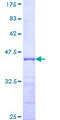 SPRY1 / Sprouty 1 Protein - 12.5% SDS-PAGE Stained with Coomassie Blue.