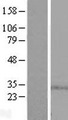 SPSB1 Protein - Western validation with an anti-DDK antibody * L: Control HEK293 lysate R: Over-expression lysate
