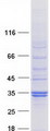 SPSB2 Protein - Purified recombinant protein SPSB2 was analyzed by SDS-PAGE gel and Coomassie Blue Staining