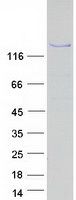 SPT5 / SUPT5H Protein - Purified recombinant protein SUPT5H was analyzed by SDS-PAGE gel and Coomassie Blue Staining
