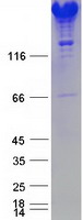 SPTAN1 / Alpha Fodrin Protein - Purified recombinant protein SPTAN1 was analyzed by SDS-PAGE gel and Coomassie Blue Staining