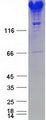 SPTAN1 / Alpha Fodrin Protein - Purified recombinant protein SPTAN1 was analyzed by SDS-PAGE gel and Coomassie Blue Staining