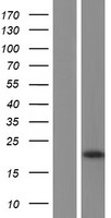 SPTLC1 / HSN1 Protein - Western validation with an anti-DDK antibody * L: Control HEK293 lysate R: Over-expression lysate