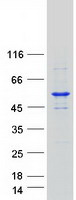 SPTLC1 / HSN1 Protein - Purified recombinant protein SPTLC1 was analyzed by SDS-PAGE gel and Coomassie Blue Staining