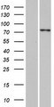 SPTY2D1 Protein - Western validation with an anti-DDK antibody * L: Control HEK293 lysate R: Over-expression lysate