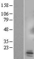 SPX Protein - Western validation with an anti-DDK antibody * L: Control HEK293 lysate R: Over-expression lysate