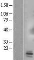 SPX Protein - Western validation with an anti-DDK antibody * L: Control HEK293 lysate R: Over-expression lysate