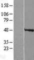 SPY1 / SPDYA Protein - Western validation with an anti-DDK antibody * L: Control HEK293 lysate R: Over-expression lysate