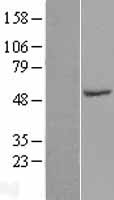 SPZ1 Protein - Western validation with an anti-DDK antibody * L: Control HEK293 lysate R: Over-expression lysate