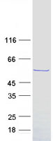 SPZ1 Protein - Purified recombinant protein SPZ1 was analyzed by SDS-PAGE gel and Coomassie Blue Staining