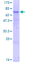SQRDL Protein - 12.5% SDS-PAGE of human SQRDL stained with Coomassie Blue