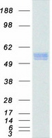 SQSTM1 Protein - Purified recombinant protein SQSTM1 was analyzed by SDS-PAGE gel and Coomassie Blue Staining