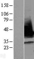 SR Protein / RNPS1 Protein - Western validation with an anti-DDK antibody * L: Control HEK293 lysate R: Over-expression lysate