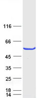 SR Protein / RNPS1 Protein - Purified recombinant protein RNPS1 was analyzed by SDS-PAGE gel and Coomassie Blue Staining
