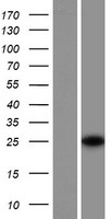 SRA1 / SRA Protein - Western validation with an anti-DDK antibody * L: Control HEK293 lysate R: Over-expression lysate