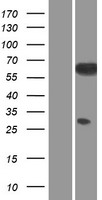 SRC Protein - Western validation with an anti-DDK antibody * L: Control HEK293 lysate R: Over-expression lysate