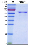 SRC Protein - SDS-PAGE under reducing conditions and visualized by Coomassie blue staining