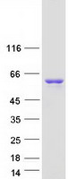 SRC Protein - Purified recombinant protein SRC was analyzed by SDS-PAGE gel and Coomassie Blue Staining