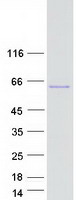 SRC Protein - Purified recombinant protein SRC was analyzed by SDS-PAGE gel and Coomassie Blue Staining